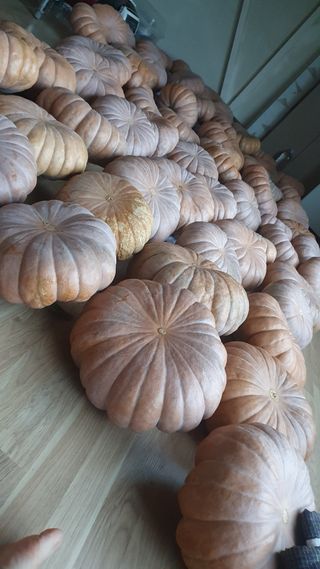 오누이님의 호박 · 영농일지 작성글 사진