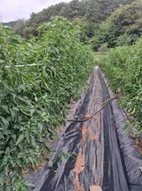 팜모닝 자유주제·사진전 게시글 이미지