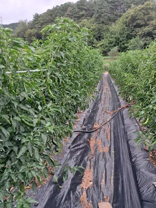 박명옥남편님의 자유주제 · 사진전 작성글 사진