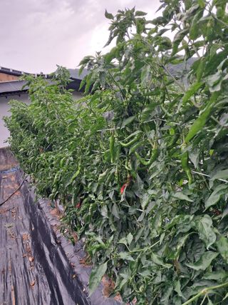 박명옥남편님의 자유주제 · 사진전 작성글 사진