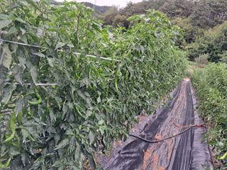 박명옥남편님의 자유주제 · 사진전 작성글 사진