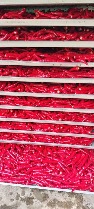 이일철 (조이산골)님의 고추 · 영농일지 작성글 사진