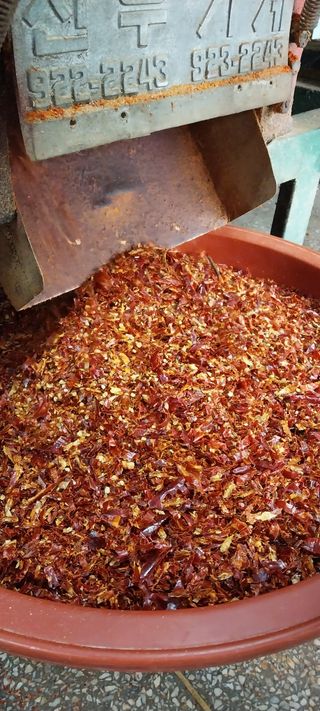 이일철 (조이산골)님의 고추 · 영농일지 작성글 사진