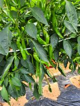 팜모닝 고추·영농일지 게시글 이미지