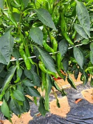 트원스님의 고추 · 영농일지 작성글 사진