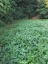 팜모닝 기타작물·영농일지 게시글 이미지