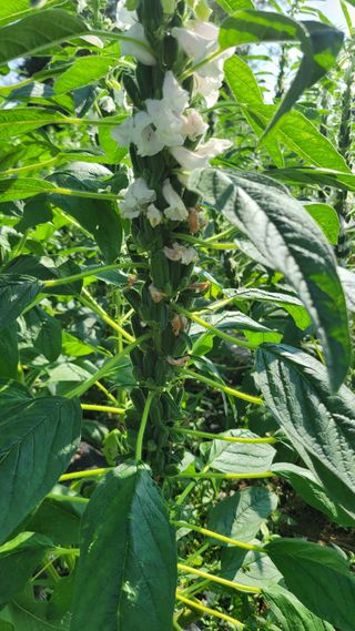 송용민님의 참깨 · 영농일지 작성글 사진