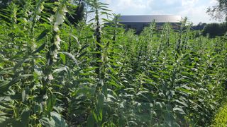 송용민님의 참깨 · 영농일지 작성글 사진