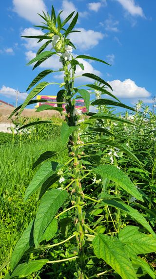 송용민님의 참깨 · 영농일지 작성글 사진