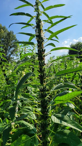 송용민님의 참깨 · 영농일지 작성글 사진