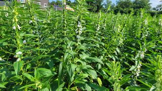 송용민님의 참깨 · 영농일지 작성글 사진