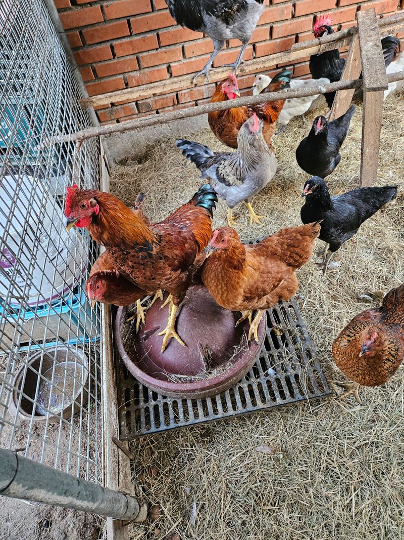 호욱33459725님의 장터 판매 상품 [토종닭 (판매되었습니다 )] 첨부 사진