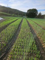 팜모닝 파·영농일지 게시글 이미지