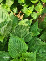 팜모닝 들깨·영농일지 게시글 이미지