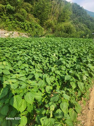 이윤마을 농민님의 들깨 · 영농일지 작성글 사진