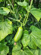 팜모닝 옥수수·영농일지 게시글 이미지