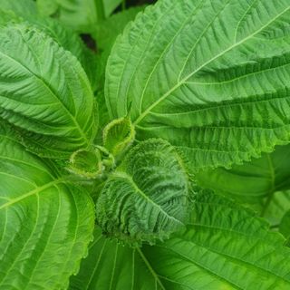 인생은 소풍처럼님의 들깨 · 병해충상담 작성글 사진