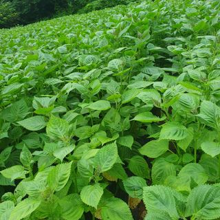 인생은 소풍처럼님의 들깨 · 병해충상담 작성글 사진