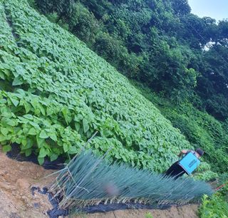 인생은 소풍처럼님의 들깨 · 병해충상담 작성글 사진