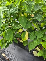 팜모닝 들깨·병해충상담 게시글 이미지