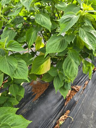 토마토19635님의 들깨 · 병해충상담 작성글 사진