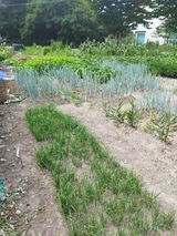 팜모닝 들깨·영농일지 게시글 이미지