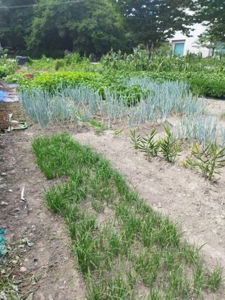 문형순님의 들깨 · 영농일지 작성글 사진