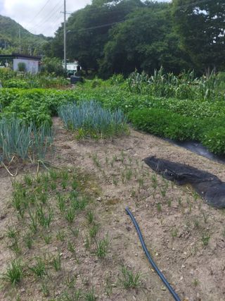 문형순님의 들깨 · 영농일지 작성글 사진