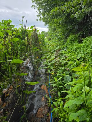 화니네농장님의 호박 · 영농일지 작성글 사진