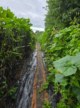 화니네농장님의 호박 · 영농일지 작성글 사진