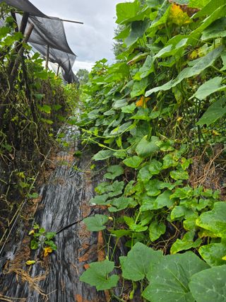 화니네농장님의 호박 · 영농일지 작성글 사진