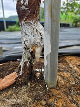 팜모닝 포도·병해충상담 게시글 이미지