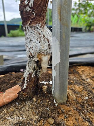 이정표님의 포도 · 병해충상담 작성글 사진