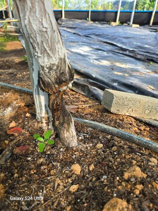 이정표님의 포도 · 병해충상담 작성글 사진