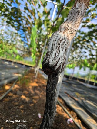 이정표님의 포도 · 병해충상담 작성글 사진