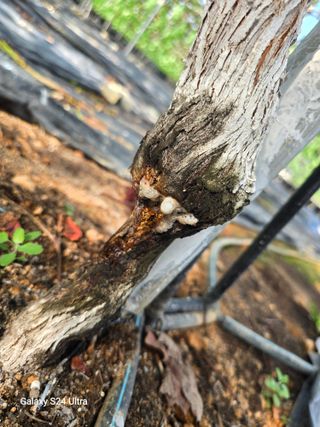 이정표님의 포도 · 병해충상담 작성글 사진