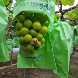 아산샤인님의 포도 · 병해충상담 작성글 사진