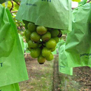 아산샤인님의 포도 · 병해충상담 작성글 사진