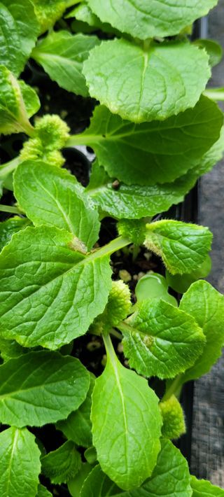 경주 영이님의 배추 · 병해충상담 작성글 사진