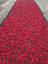 팜모닝 고추·영농일지 게시글 이미지