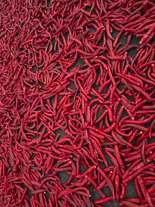 선비 농군님의 고추 · 영농일지 작성글 사진