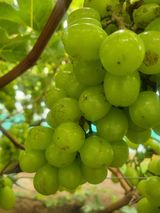 팜모닝 포도·병해충상담 게시글 이미지