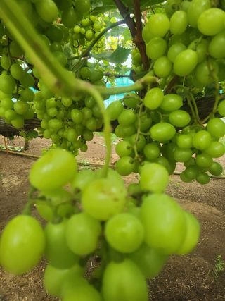 고구마19676님의 포도 · 병해충상담 작성글 사진