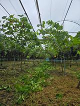 팜모닝 포도·영농일지 게시글 이미지