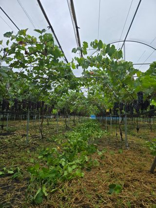 동동예행복농장님의 포도 · 영농일지 작성글 사진