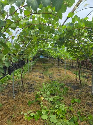 동동예행복농장님의 포도 · 영농일지 작성글 사진