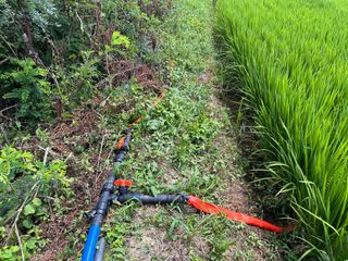 4륜구동경운기님의 벼 · 영농일지 작성글 사진