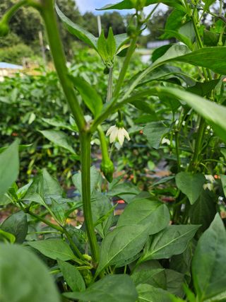 양주촌로님의 고추 · 병해충상담 작성글 사진