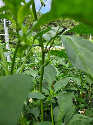 양주촌로님의 고추 · 병해충상담 작성글 사진