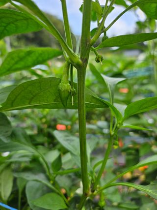 양주촌로님의 고추 · 병해충상담 작성글 사진